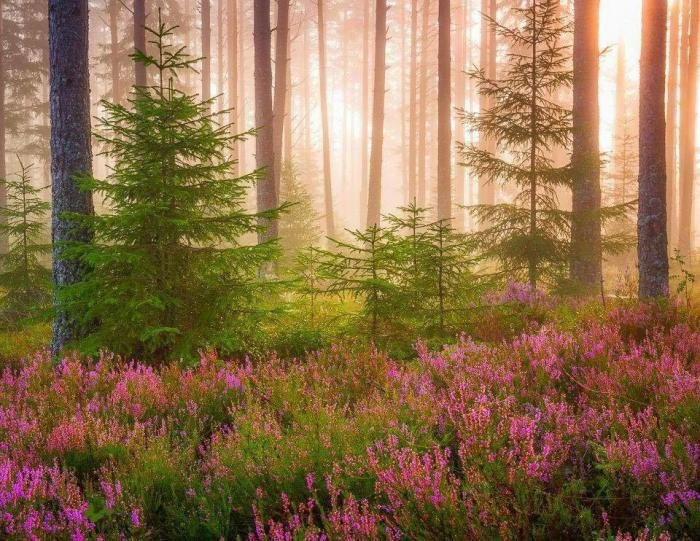 красивые картинки весеннего леса фото