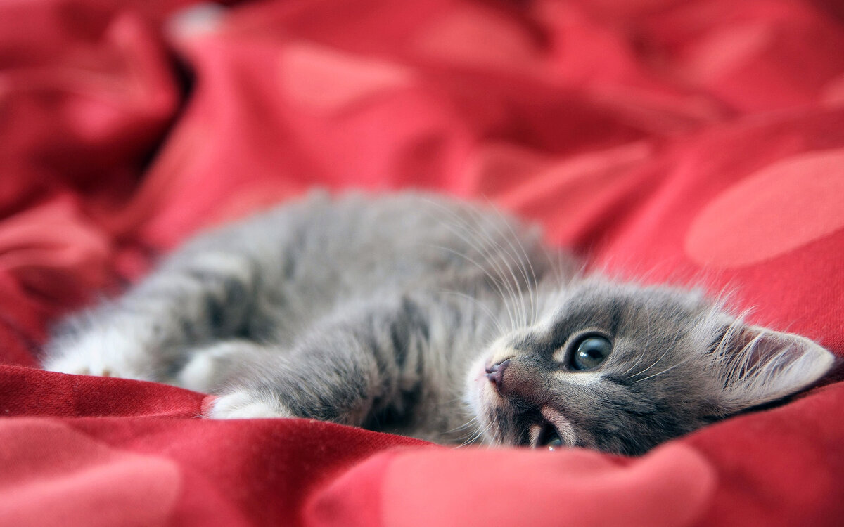 красивые котята фото