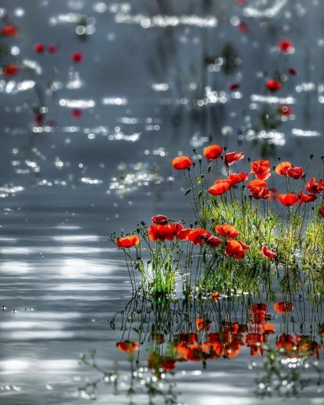 красивые маки у воды картинка фото
