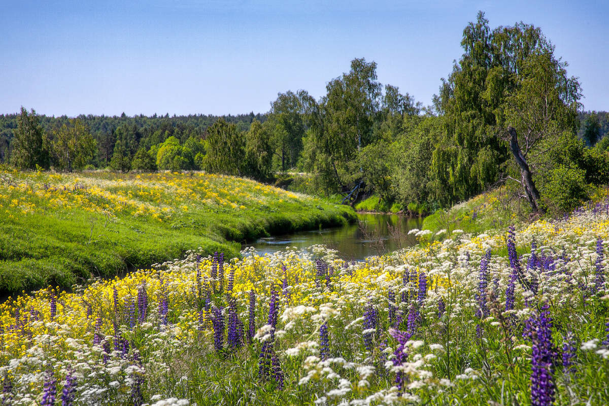 красивый луг фото