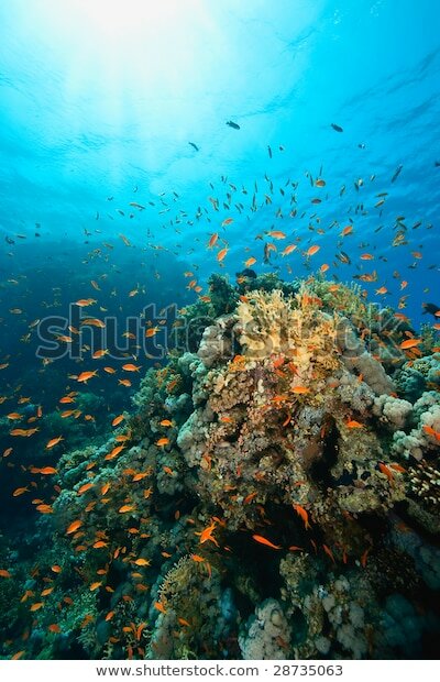 Красное море фото