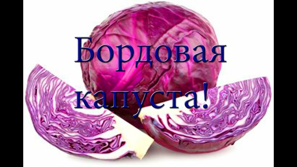 краснокочанная капуста фото