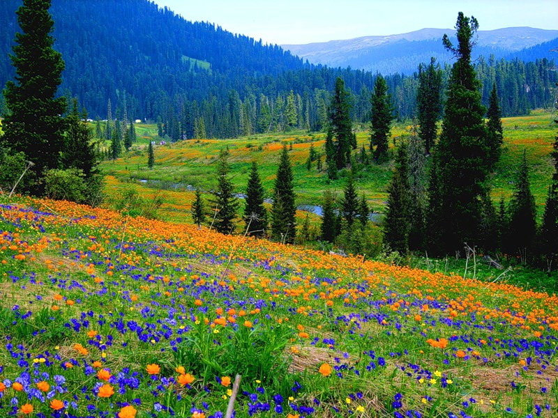 красота растений в россии фото