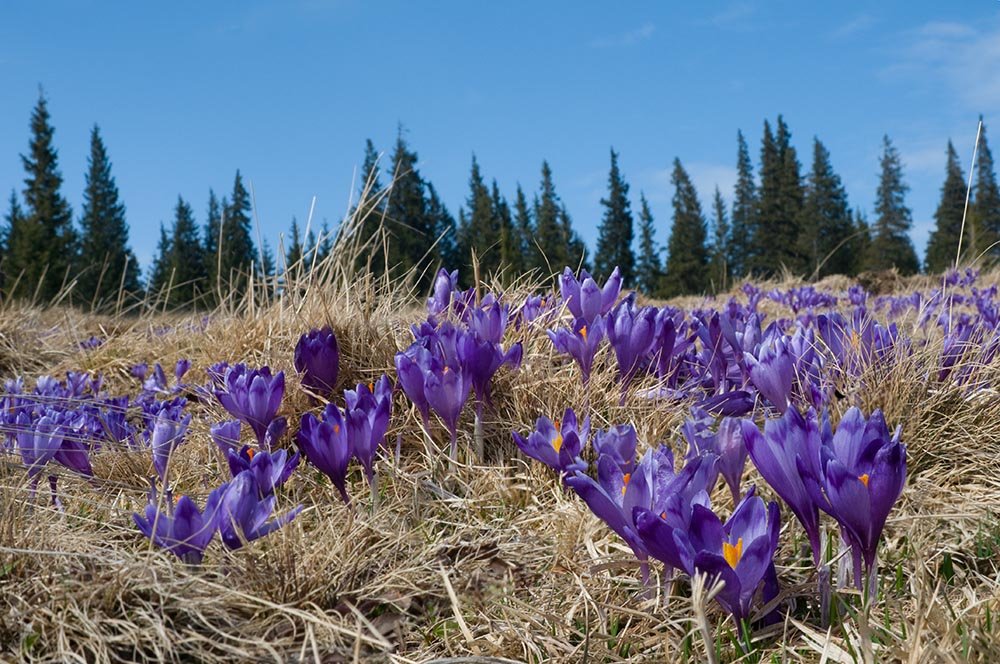 крокусы в закарпатье фото
