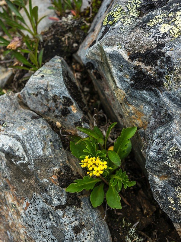 крупка, драба (draba) фото