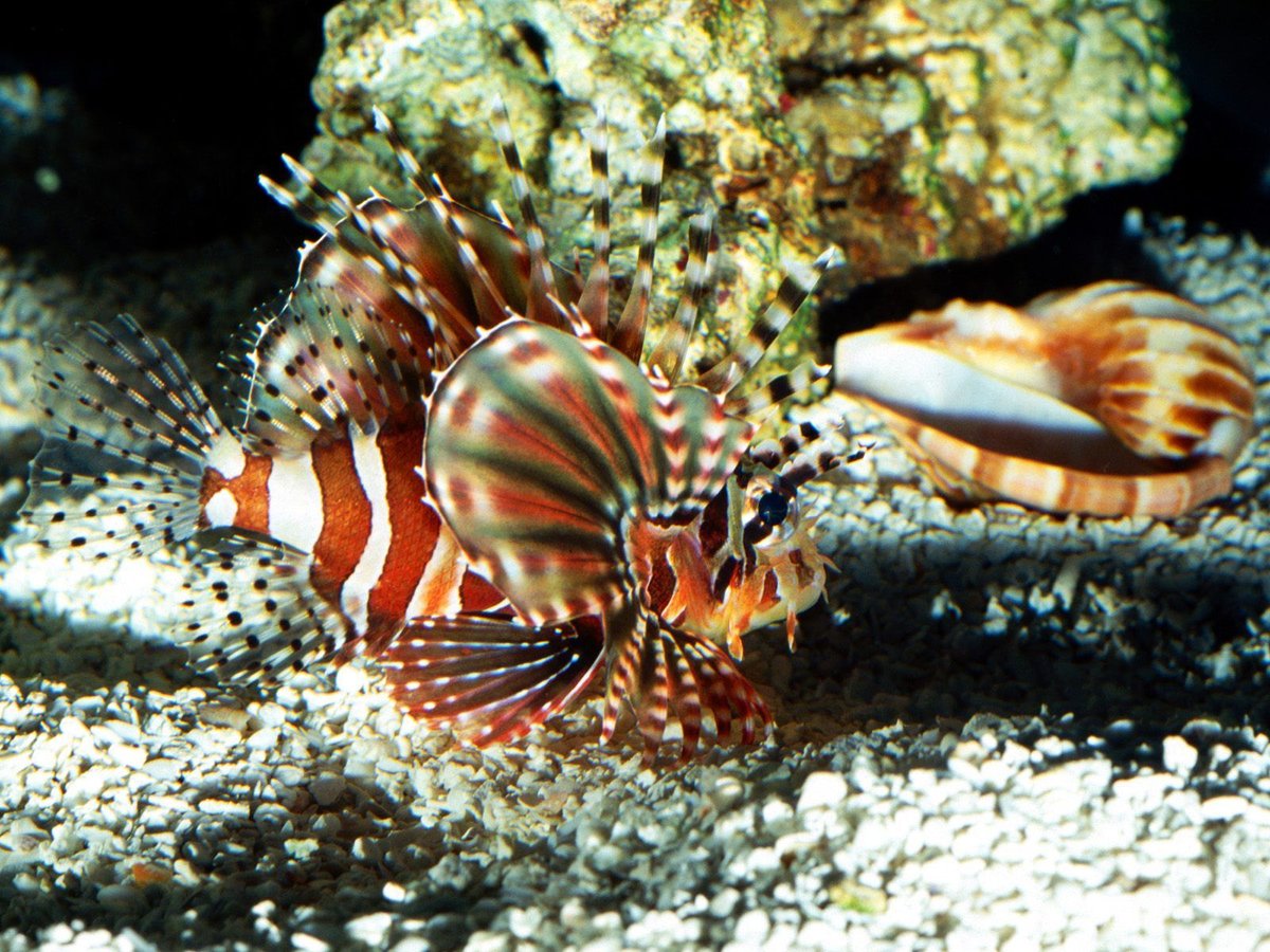 крылатка зебра (pterois volitans) фото