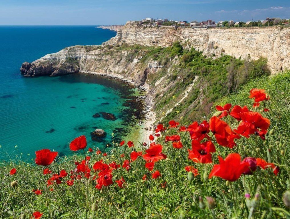 крым маки на фоне моря фото