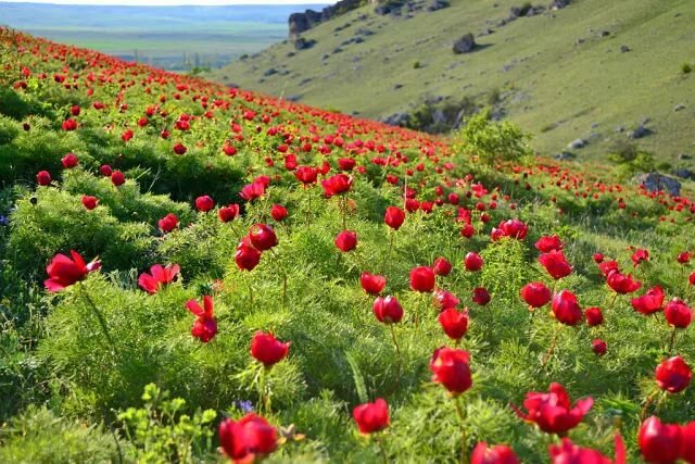крымский горный пион фото