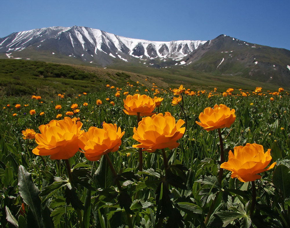 купальница азиатская фото
