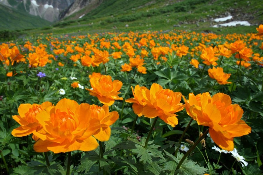 купальница азиатская фото