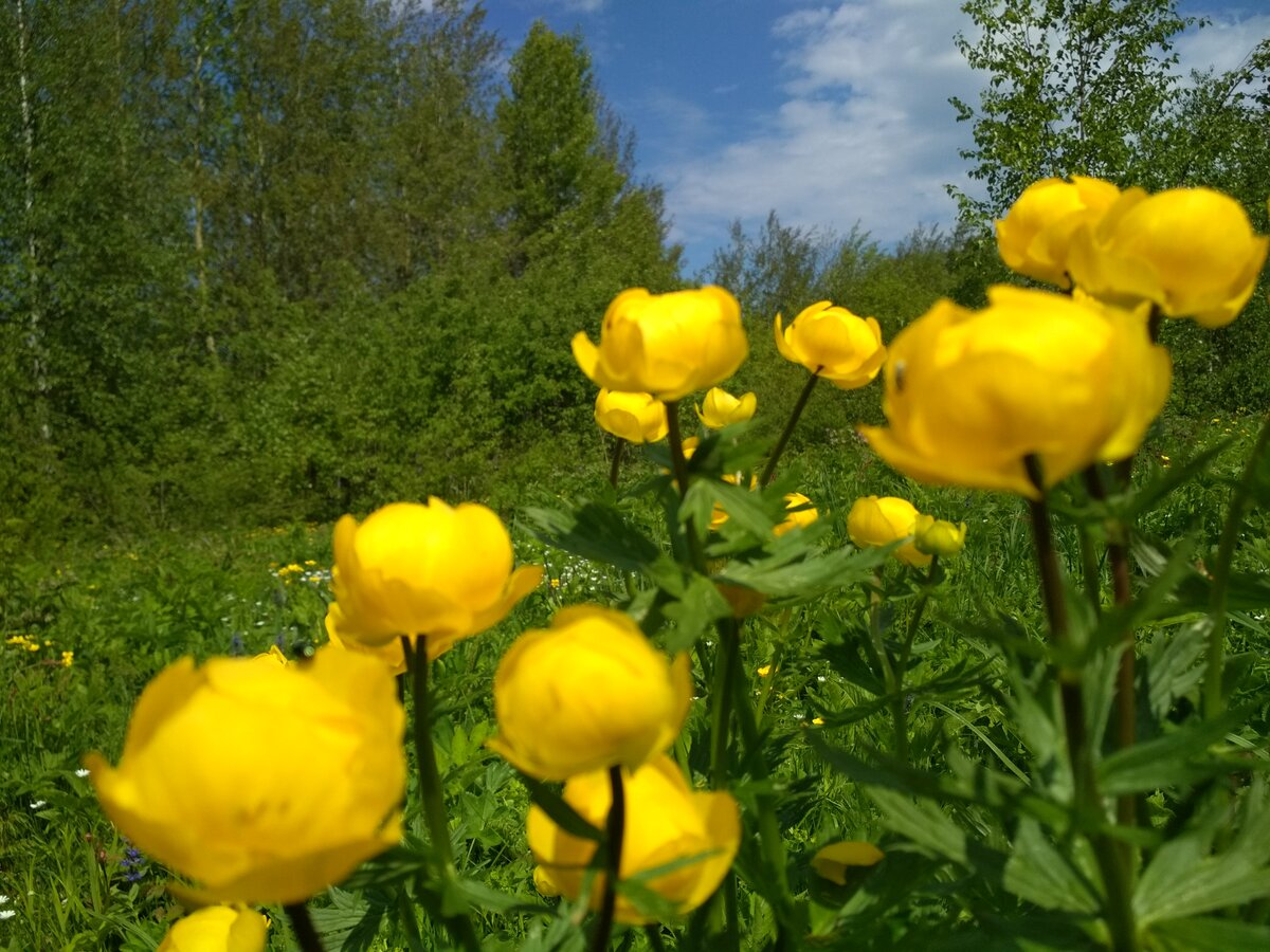 купальница европейская фото