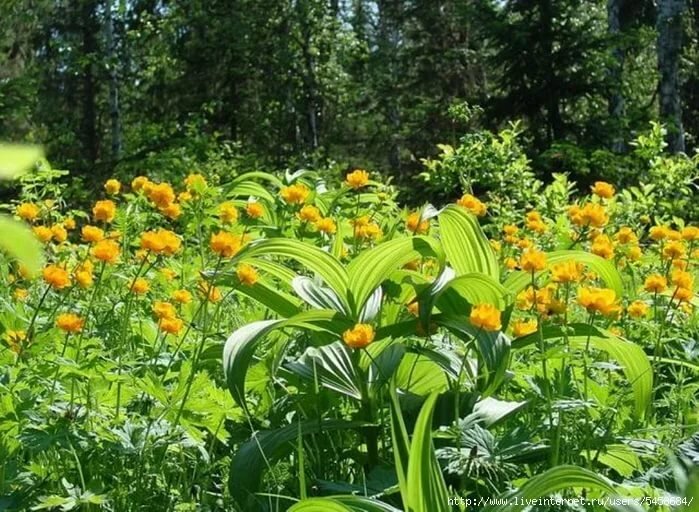 купальница в саду фото