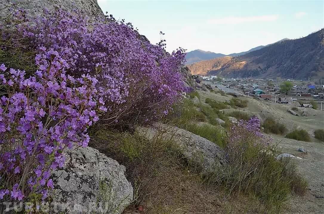 купчегень маральник фото