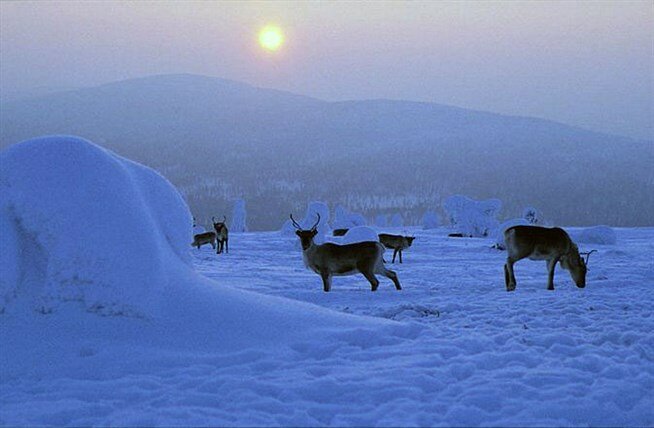 лапландский заповедник зима фото
