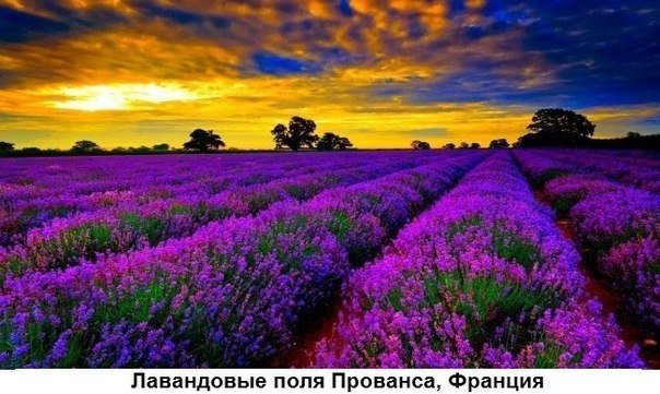 лаванда картинки фото