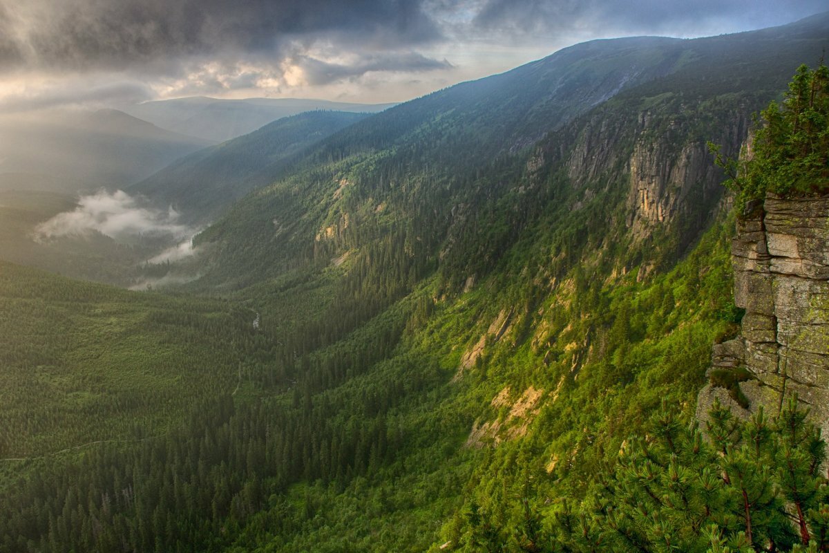 лес долина горы фото
