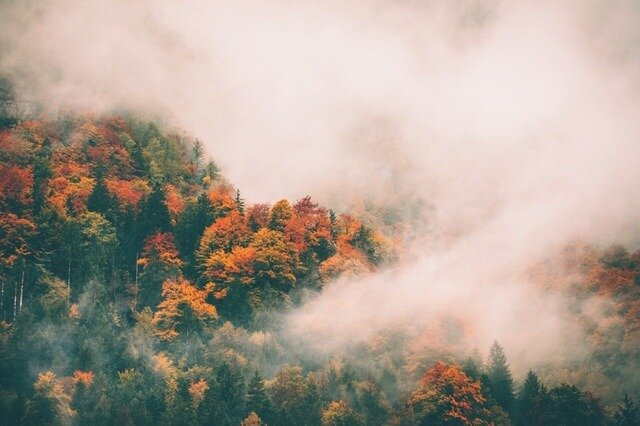 лес горы туман фото