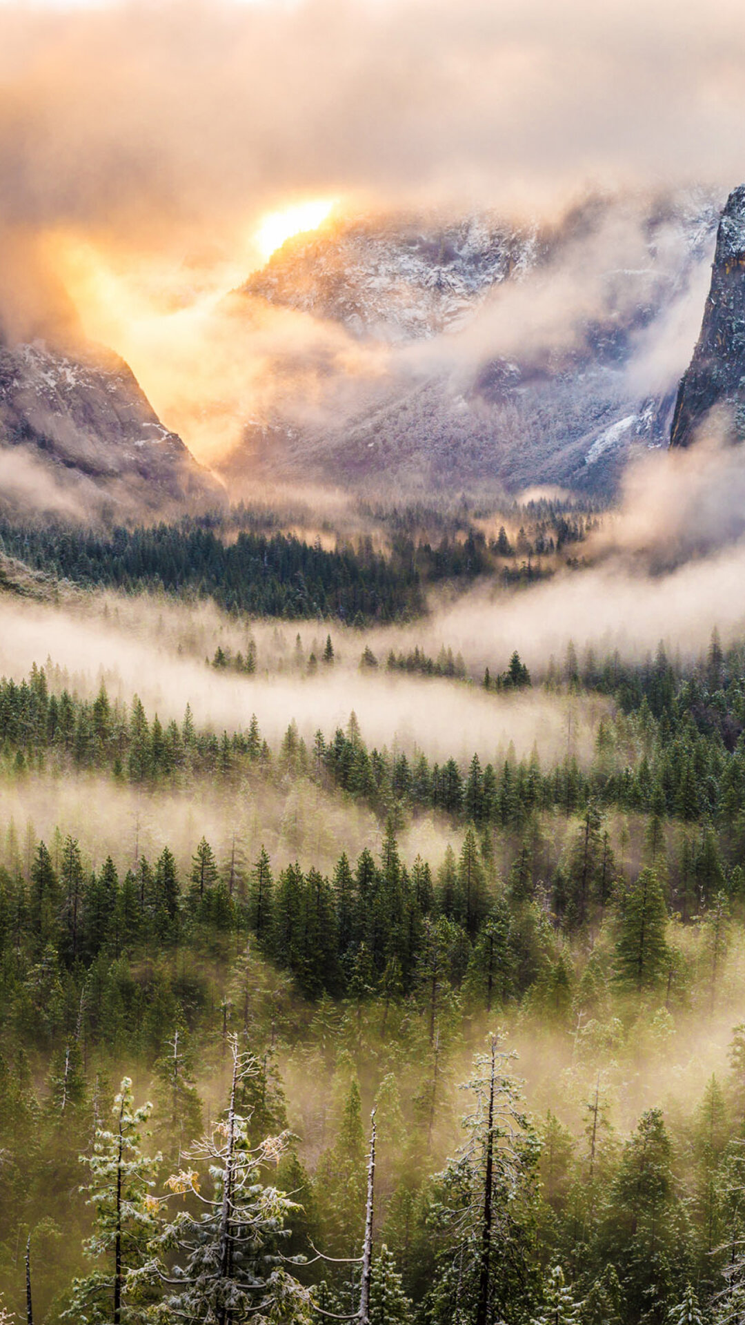 лес горы туман фото