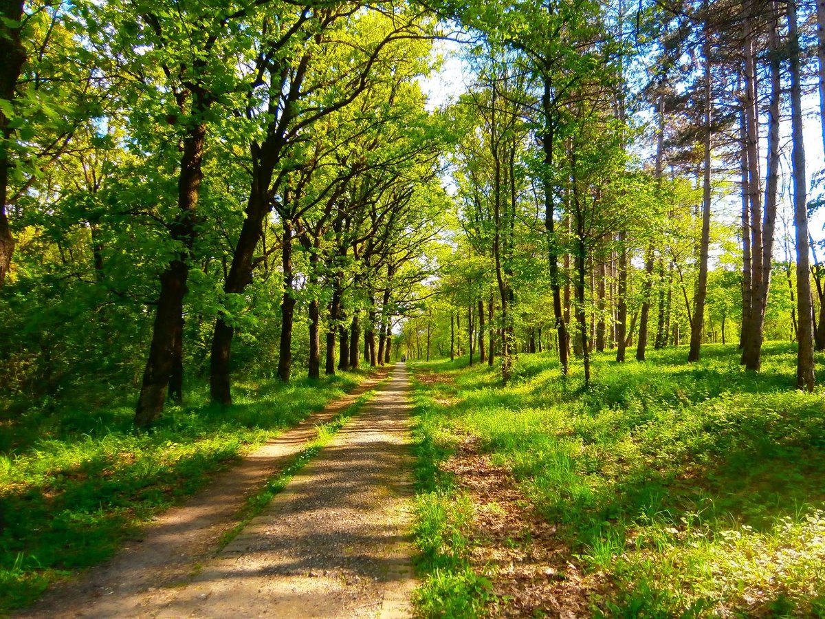 лес красивые парка фото