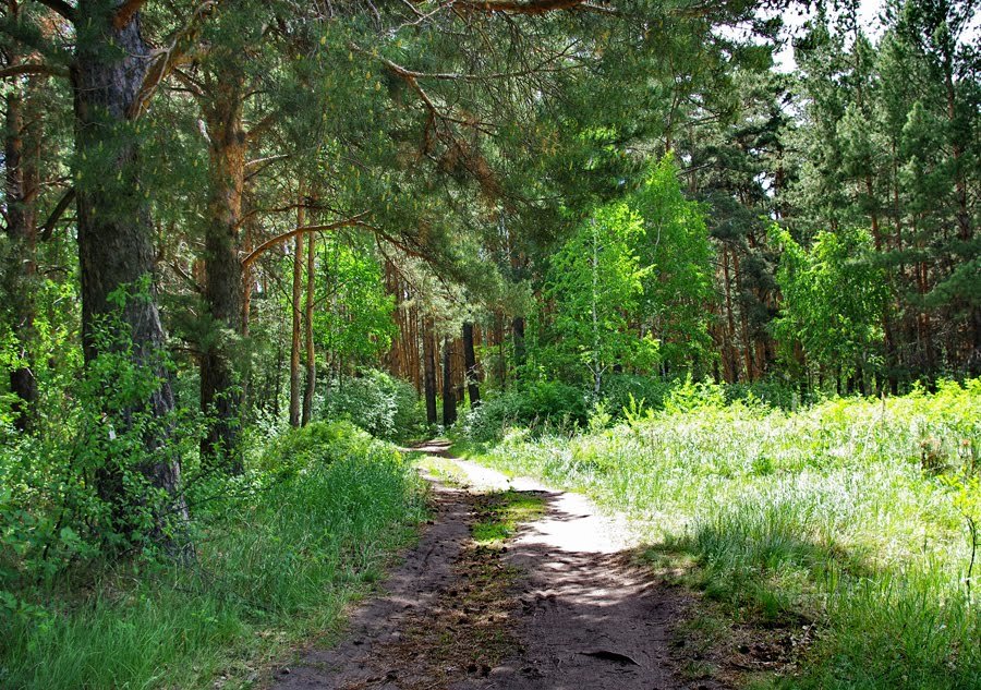 лес лесной массив фото