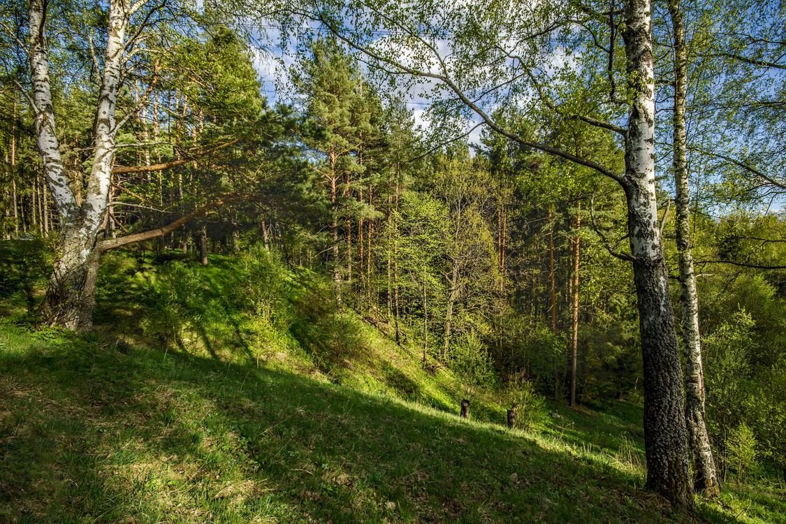 лес на склоне фото