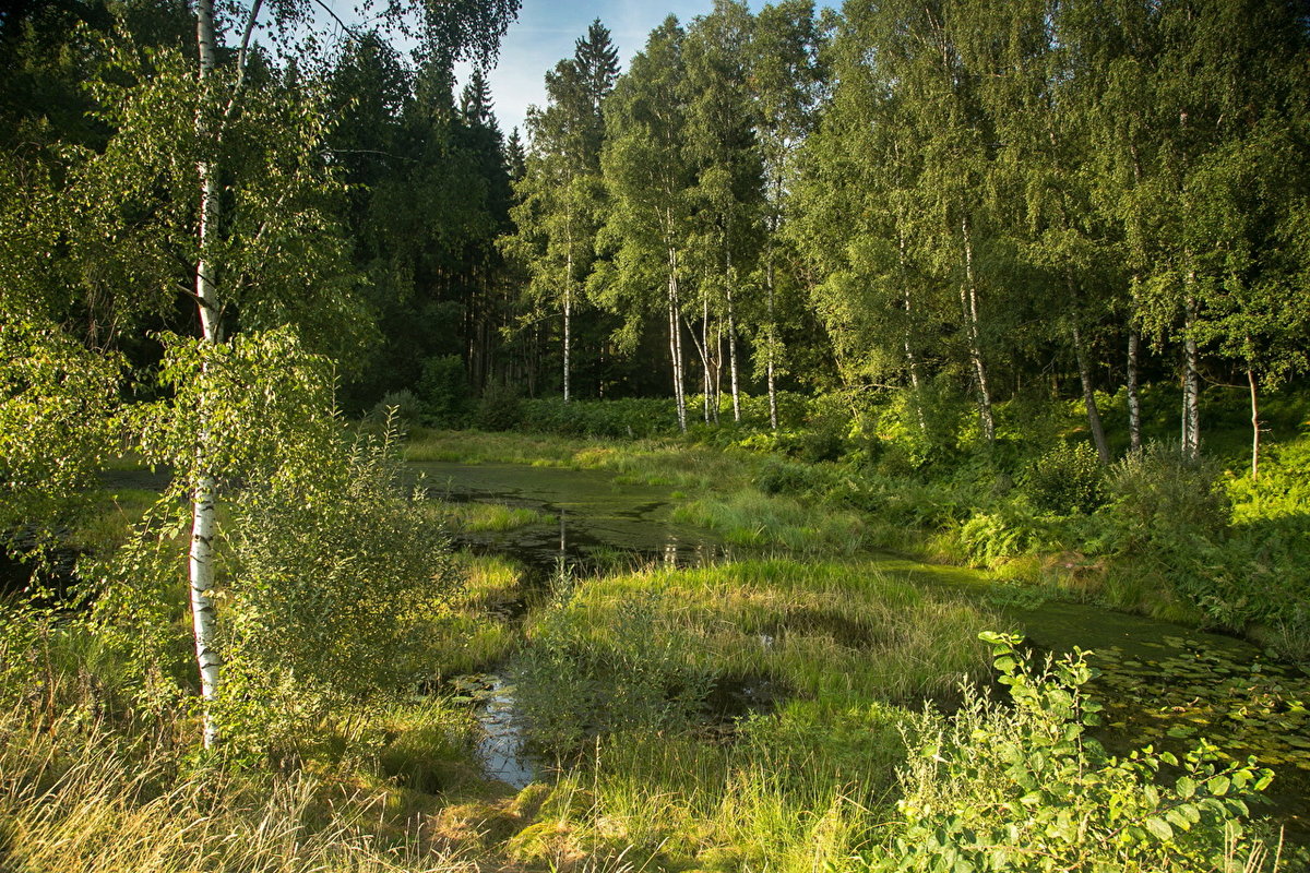лес опушка речка фото