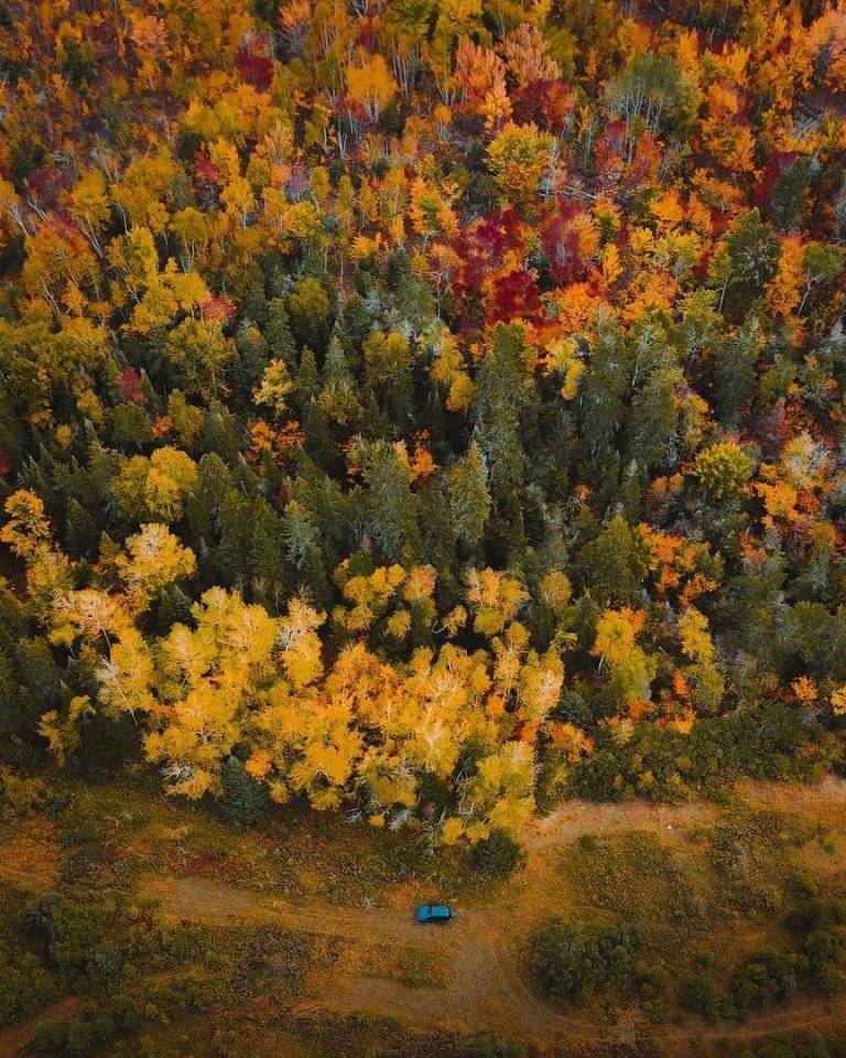 лес осенью фото