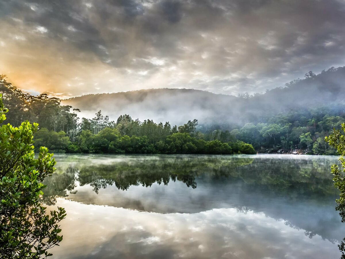 лес озеро туман фото