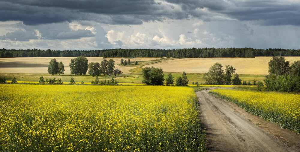 лес поле россия фото