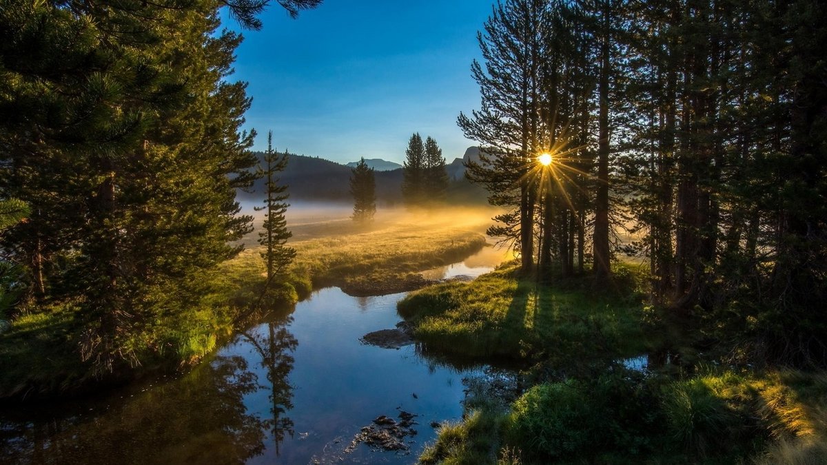 лес река солнце фото