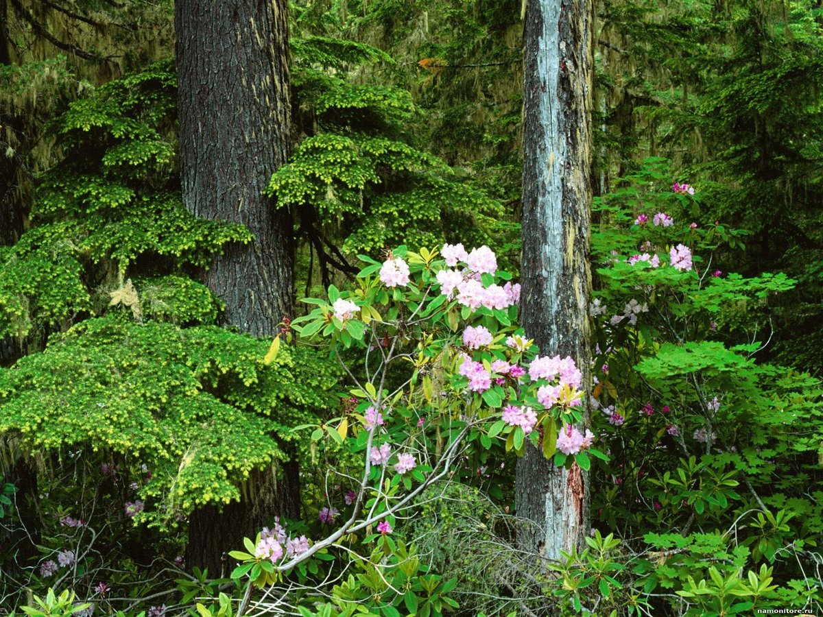 лес rhododendron фото
