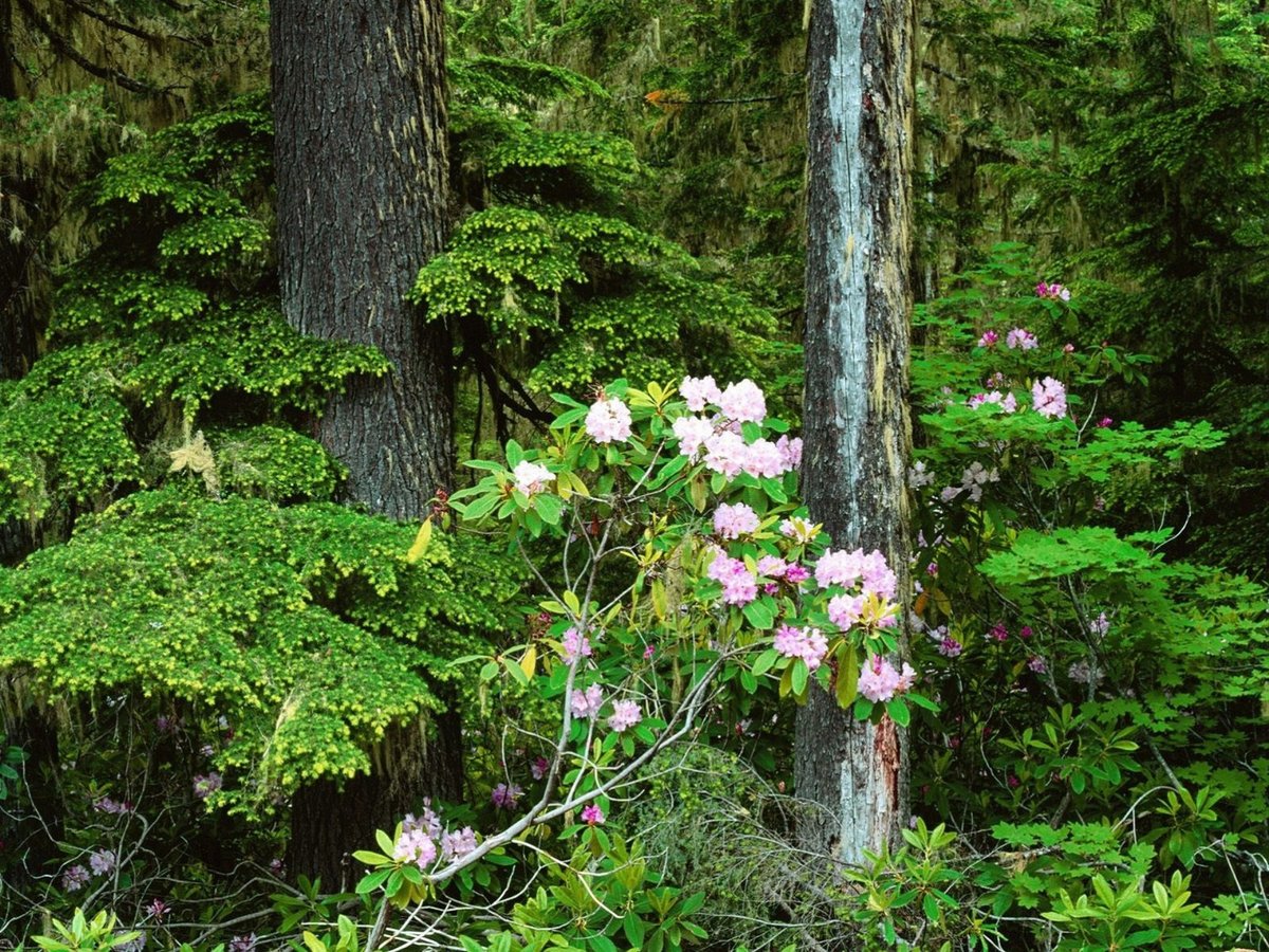 лес rhododendron фото