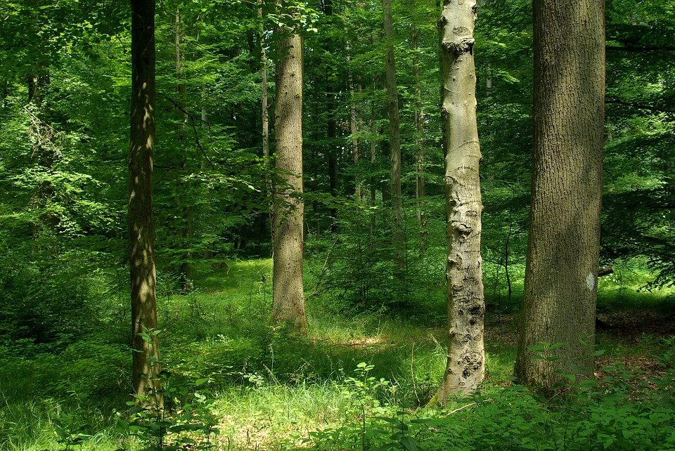 лес россии картинки фото