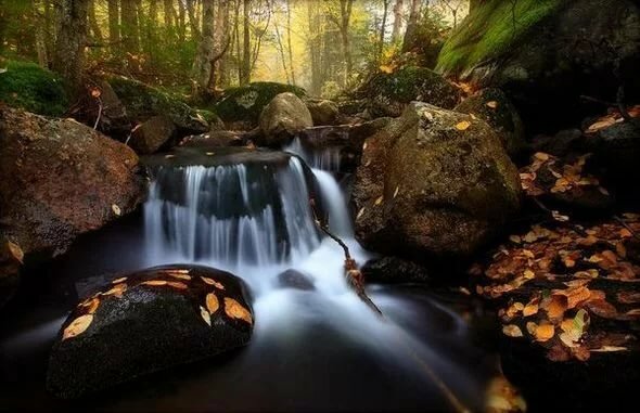 лес ручей камни фото