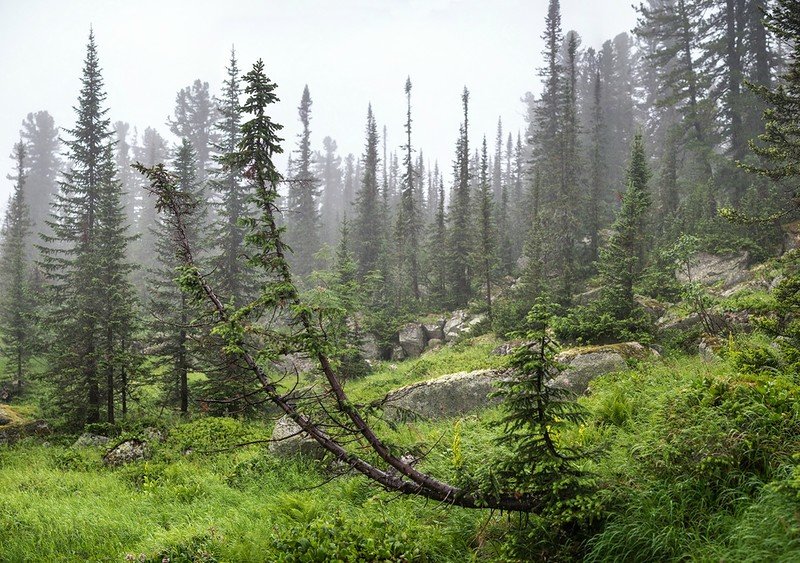 лес тайга ергаки фото