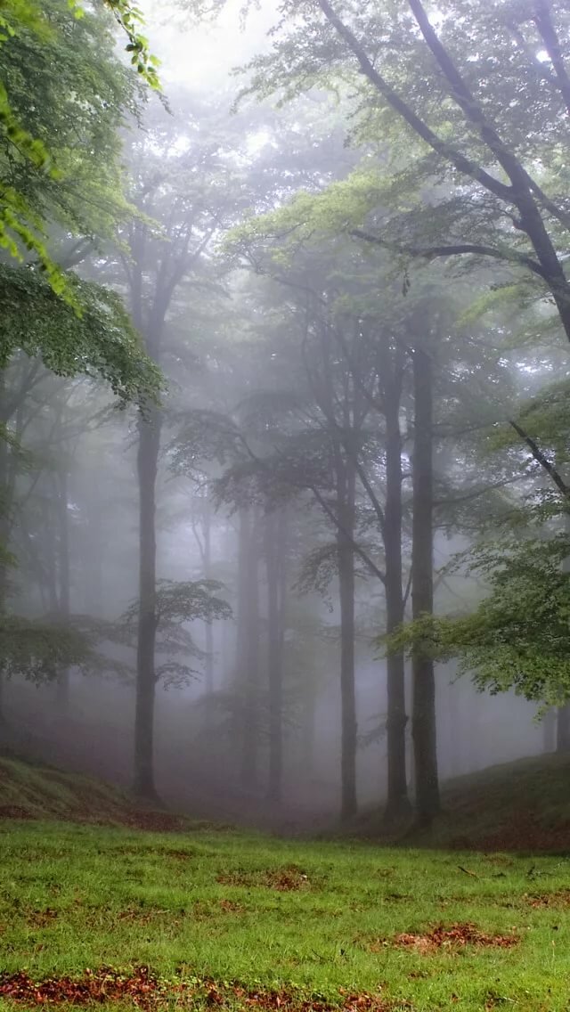 лес туман фото