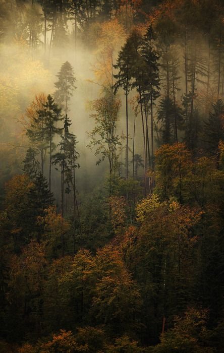 лес туман фото