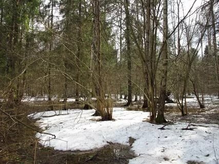 лес весной фото