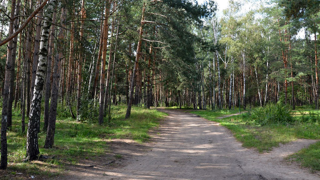 лес жулебинский фото