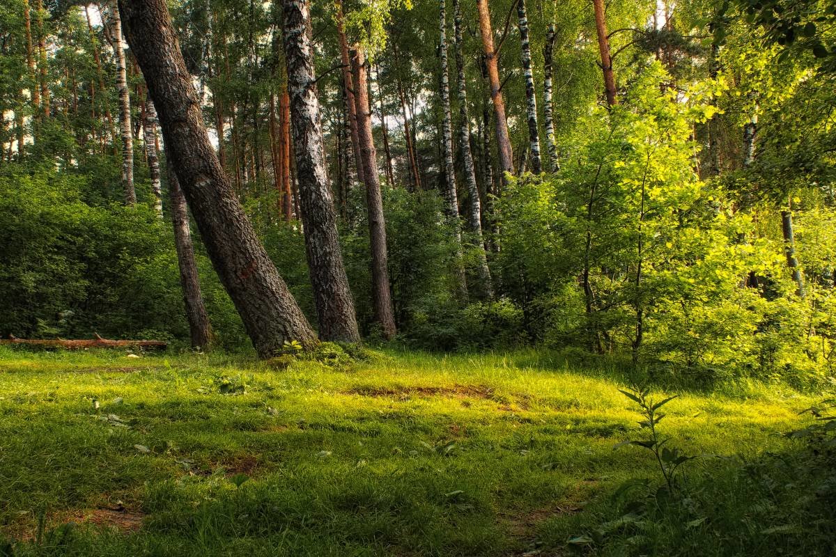 леса белоруссии фото