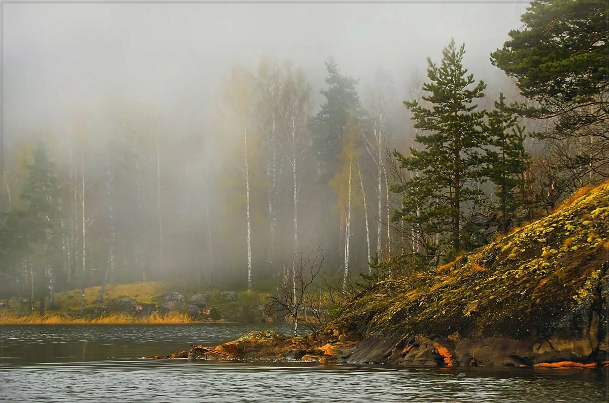 леса карелий в тумане фото