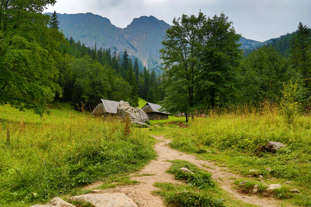 лесная горная тропинка фото