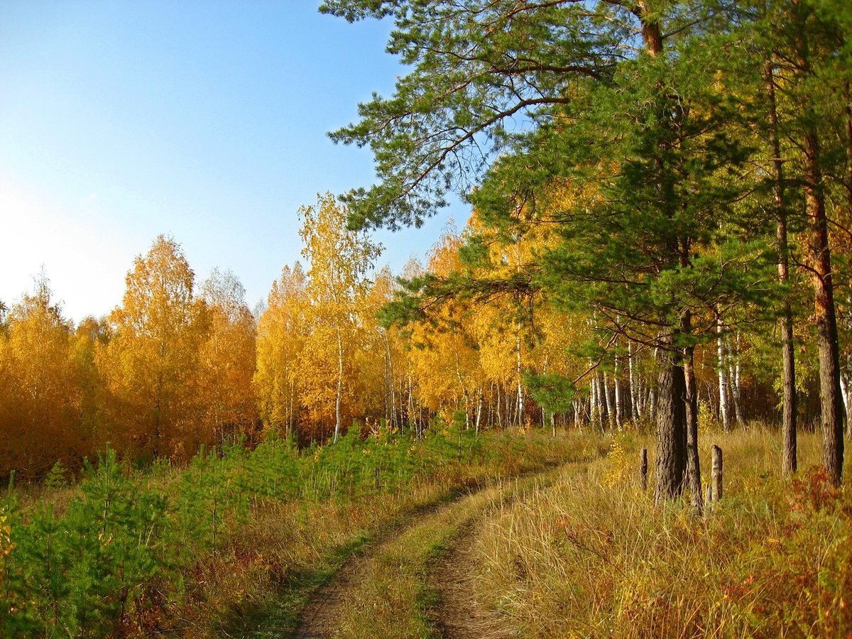 лесная опушка фото