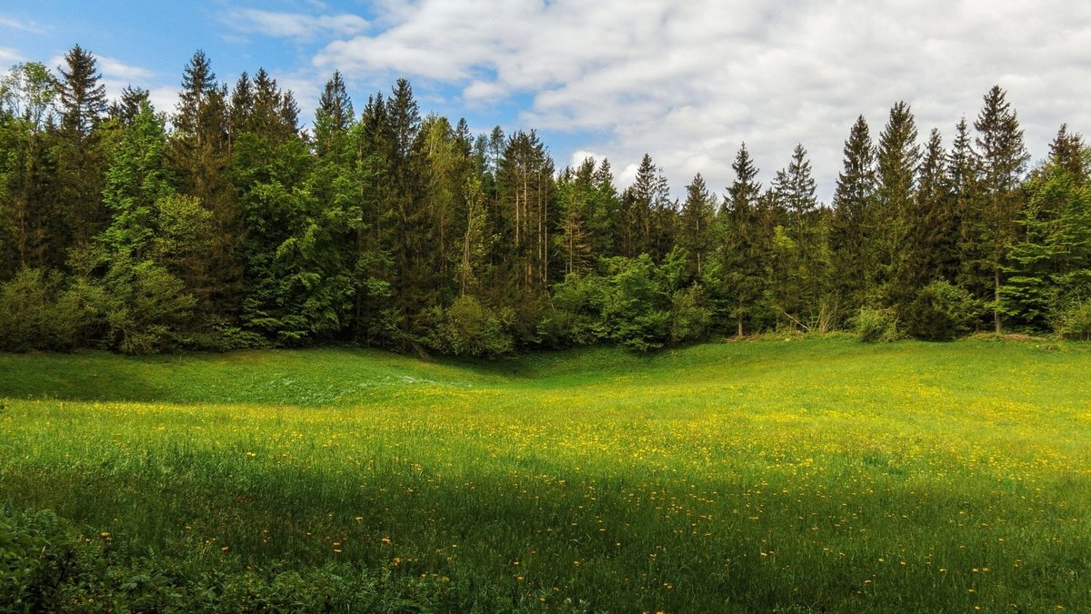 лесная полянка фото