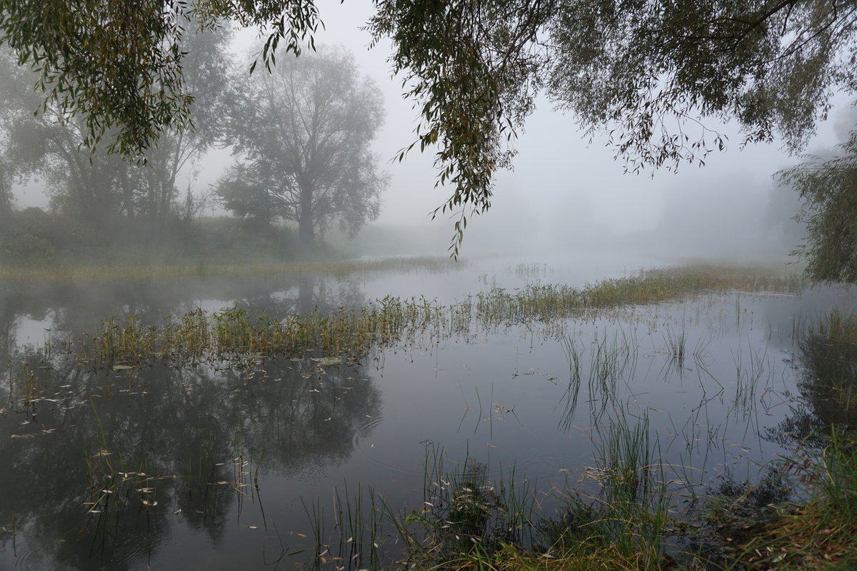 лесное озеро в тумане фото