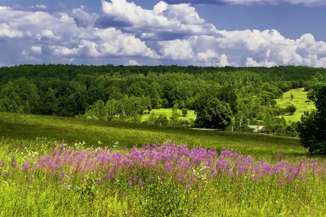 летние пейзажи фото