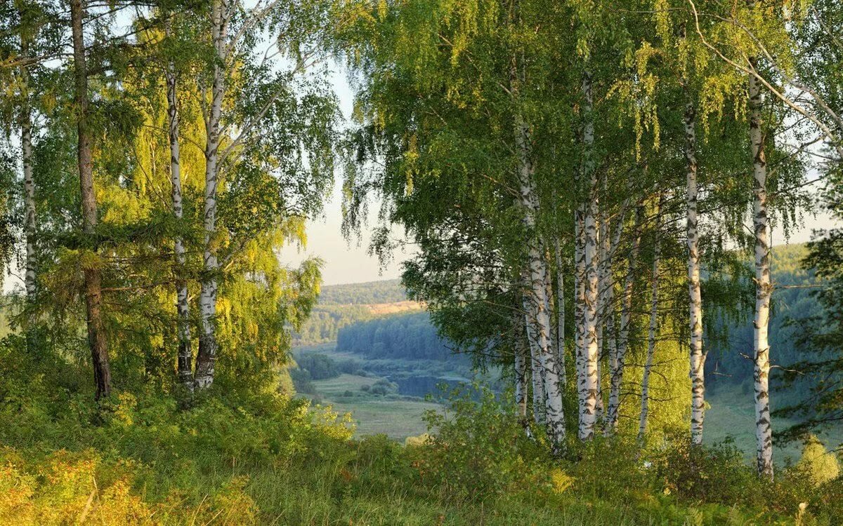 летние пейзажи природы фото березы фото