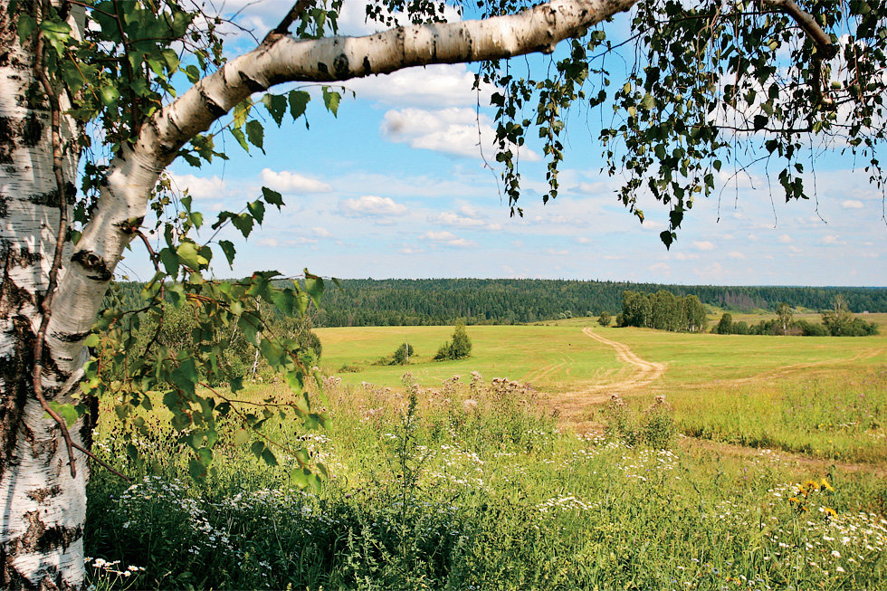 лето деревня березы картинки фото