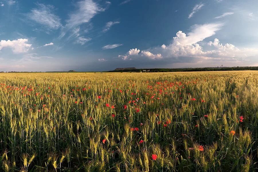 лето поле фото