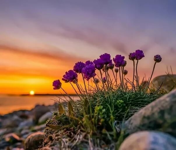 лето природа цветы полевые фото